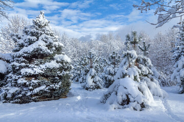 Trees covered with snow on sunny winter day.