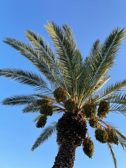 Obraz na płótnie Canvas palm trees against sky