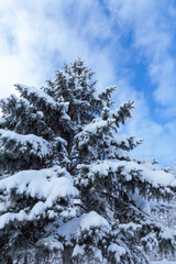 Spruce tree covered with snow on sunny day