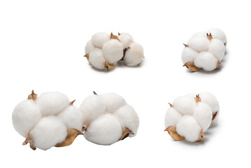 Cotton flower branch isolated on white background.