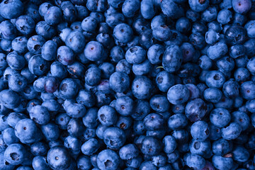 Fresh blueberry background. Texture blueberry berries close up.