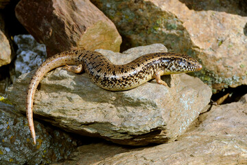 Gefleckter Walzenskink // Ocellated skink (Chalcides ocellatus tiligugu) - Sardinien, Italien