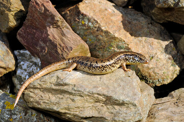 Ocellated skink // Gefleckter Walzenskink (Chalcides ocellatus tiligugu) - Sardinia, Italy