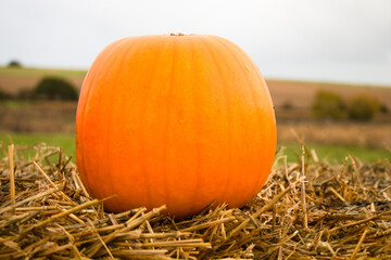 pumpkin on the straw
