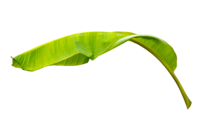 green banana leaf isolated on white background