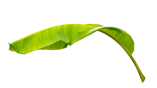 green banana leaf isolated on white background