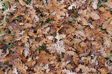 A thick layer of brown oak leaves covering the ground. Horizontal abstract autumn background.