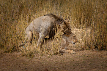 A mating lion couple in the grasslands of the Amboseli National Park, Kenya