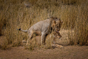 A mating lion couple in the grasslands of the Amboseli National Park, Kenya