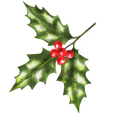 Holly berry branch watercolor holly illustration. Christmas branch. Isolated.