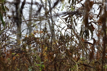 Autumn meadow, grass in a foggy field, dried herbs 
