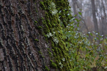 Evernia prunastri on the moss covered tree	