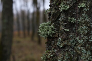 Evernia prunastri on the moss covered tree	