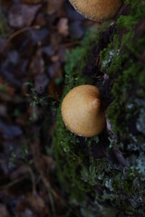 Hemipholiota mushroom in the autumn forest