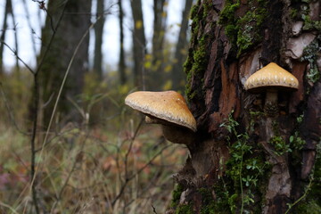 Hemipholiota mushroom in the autumn forest