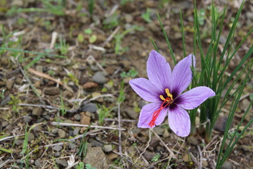 Safflower in a cutivated field. horizontal.