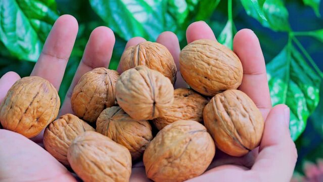 Walnuts in farmers hands close up. Product rich in minerals and vitamins. Handful of nuts. Macro shooting, camera slow motion
