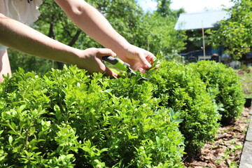 Pruning boxwood in the summer garden