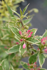 Variegated Weigela
