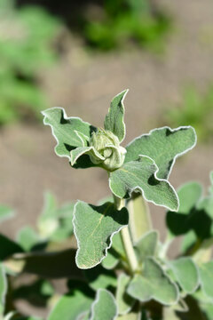 Jerusalem Sage