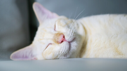 Cat white with yellow stripes sleeping on sofa 