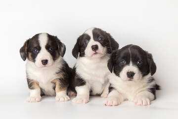 three cute cardigan welsh corgi puppies are sitting and looking at the camera together. isolated on white background. cute pets concept