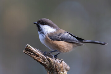 Siberian tit