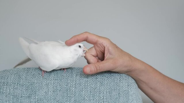 Albino cockatiel biting its owner hand. White-faced Lutinos mutation.