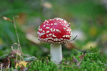Der kleine Fliegenpilz gilt auch als Glückssymbol