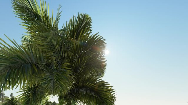 Date Palm Tree With Ripe Fruits And Branches Moving in The Wind, Leaf Palm Tree On Blue Sky. 4K ULTRA HD.