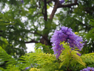 Blue jacaranda in blossom, Jacaranda mimosifolia