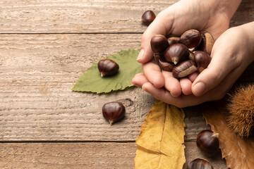 Woman holds freshly picked chestnuts in her hands leaning against a wooden table with chestnut leaves - Powered by Adobe