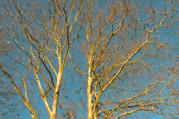 Golden leafless plane tree enlighted by a warm evening light with a blue turquoise sky background. Lussan, Occitany, Gard, France.