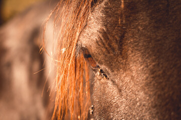 Close up of the eye of a black horse with flees bothering it.