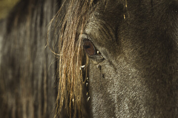 Close up of the eye of a black horse with flees bothering it.