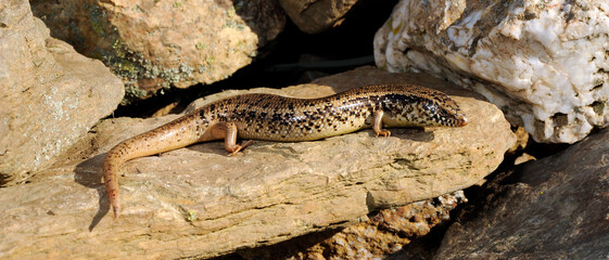 Ocellated skink // Gefleckter Walzenskink (Chalcides ocellatus tiligugu) - Sardinia, Italy