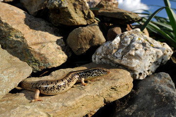 Gefleckter Walzenskink // Ocellated skink (Chalcides ocellatus tiligugu) - Sardinien, Italien