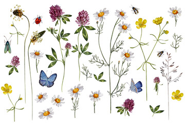 Large collection of meadow wildflowers with butterflies, bumblebee, ladybug, wild herbs, flowers and leaves of red clover, chamomile, buttercup for delicate, botanical, romantic, rustic, boho projects - obrazy, fototapety, plakaty