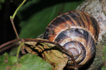 cornu aspersum snail animal macro photo