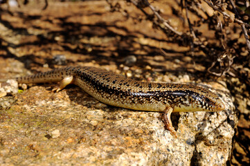 Ocellated skink // Gefleckter Walzenskink (Chalcides ocellatus tiligugu) - Sardinia, Italy