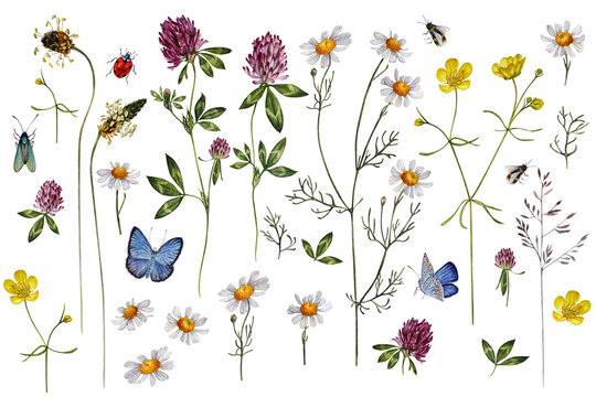 Large collection of meadow wildflowers with butterflies, bumblebee, ladybug, wild herbs, flowers and leaves of red clover, chamomile, buttercup for delicate, botanical, romantic, rustic, boho projects