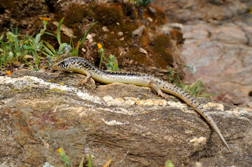 Ocellated skink // Gefleckter Walzenskink (Chalcides ocellatus tiligugu) - Sardinia, Italy