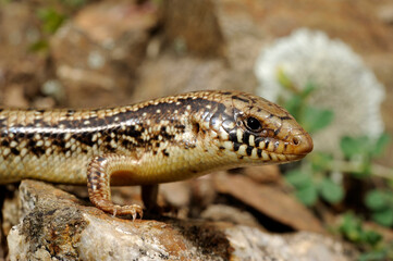 Ocellated skink // Gefleckter Walzenskink (Chalcides ocellatus tiligugu) - Sardinia, Italy