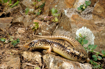 Ocellated skink // Gefleckter Walzenskink (Chalcides ocellatus tiligugu) - Sardinia, Italy