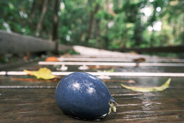 A big cassowary plum found on boardwalk of Daintree rainforest, Cairns, Queensland, Australia