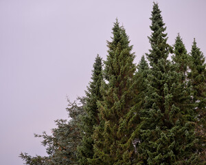 Fototapeta premium pine tree in the forest