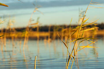 golden hour in a swamp lake, reeds in the foreground, reflections on the surface of the water, reflections in calm water, autumn
