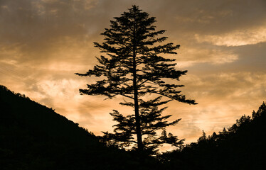 木のシルエットと夕焼け空