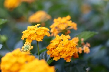 Healthy yellow Lantana’s in the evening light. 