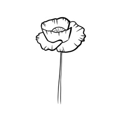 botanical line art